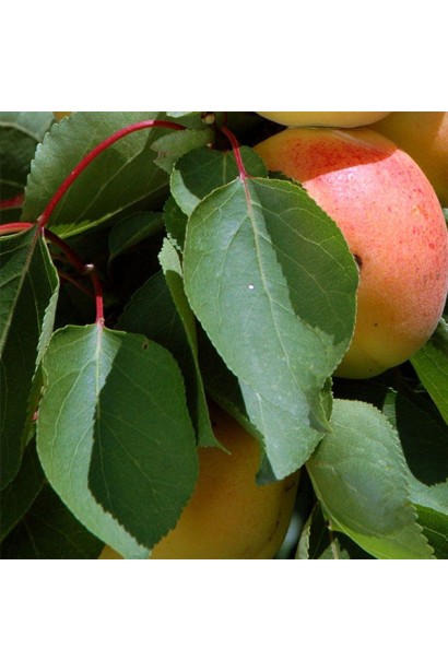 Листя гібрида Флейвор Делайт